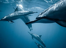 开云体育官网-CBA-段昂君26分米奇两双 青岛客场击败北汽